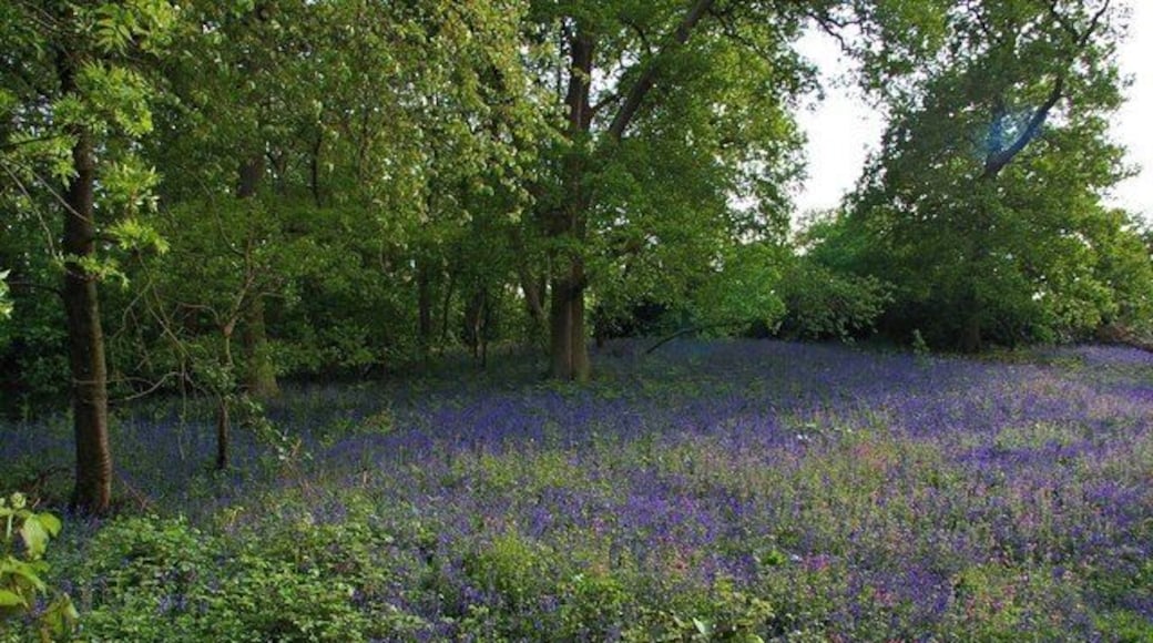 Bluebells in Braxted Park The view over the boundary wall of Braxted Park House Estate