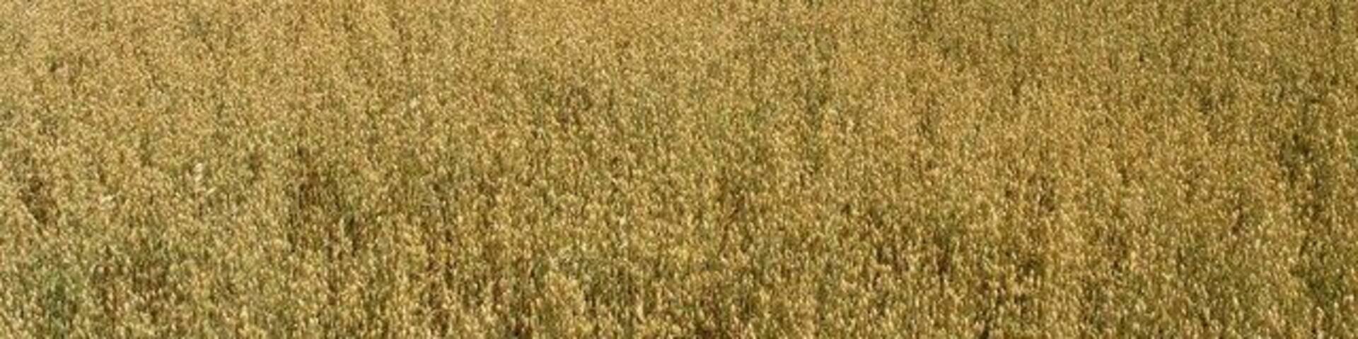 Yellow Field and Wind Pump. The silver tower on the horizon is a wind pump which unlike most this one is bright silver and spinning in the wind. Most of the others are rusting away.