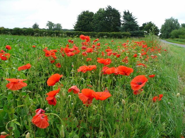 Poppies by the Weasenham Road View east from Great Massingham.