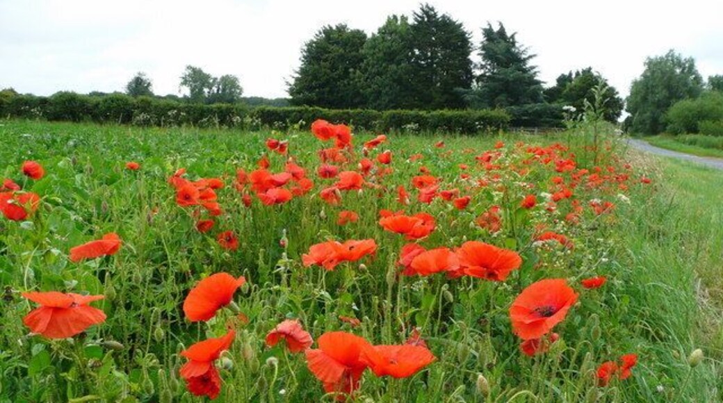 Poppies by the Weasenham Road View east from Great Massingham.