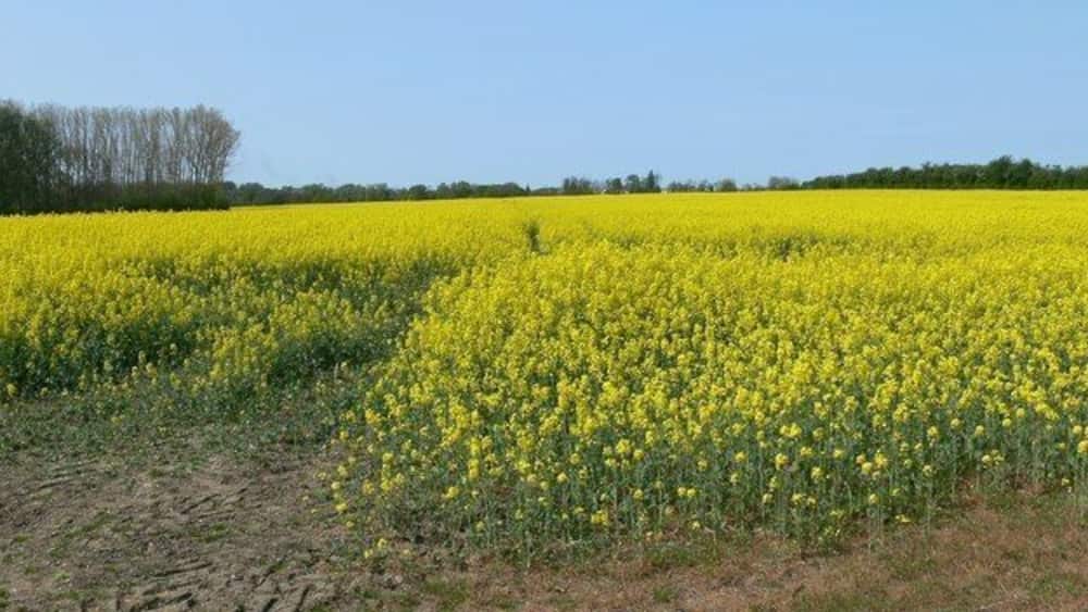 A vast field of yellow flowers under a clear blue sky.