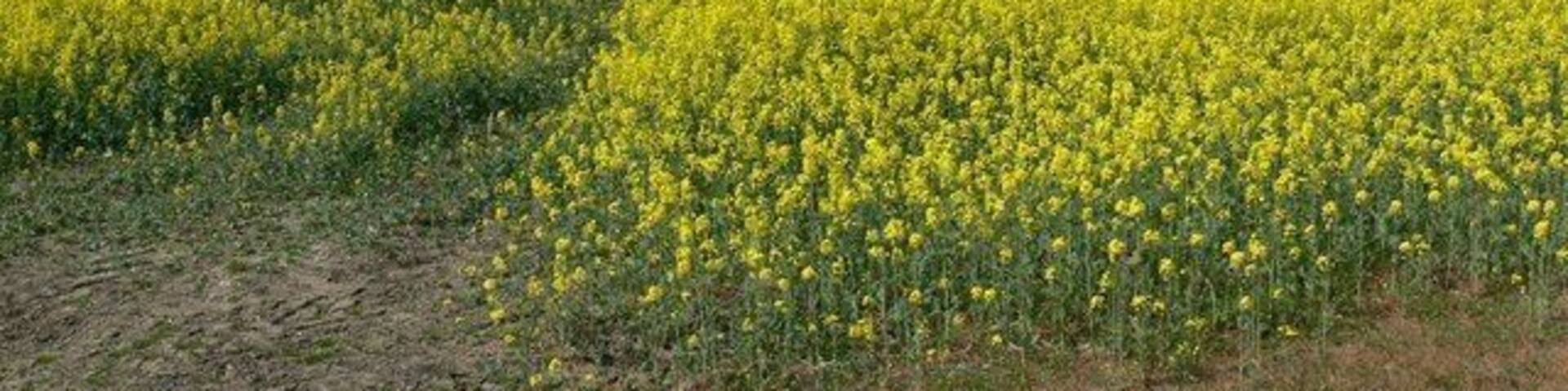 Farmland south of Great Glen Looking west from Station road.