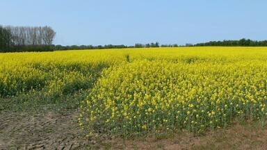 Um extenso campo de flores amarelas sob um céu azul límpido.