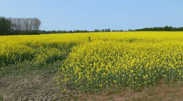 A vast field of yellow flowers under a clear blue sky.