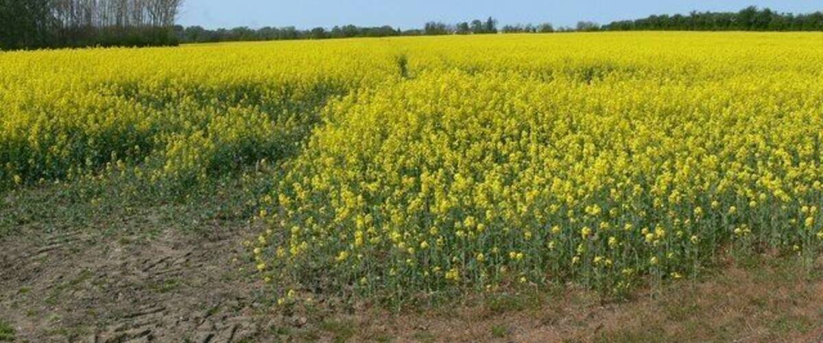 A vast field of yellow flowers under a clear blue sky.