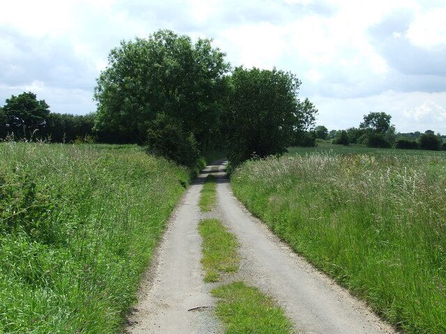 A narrow rural road flanked by tall grass and trees.