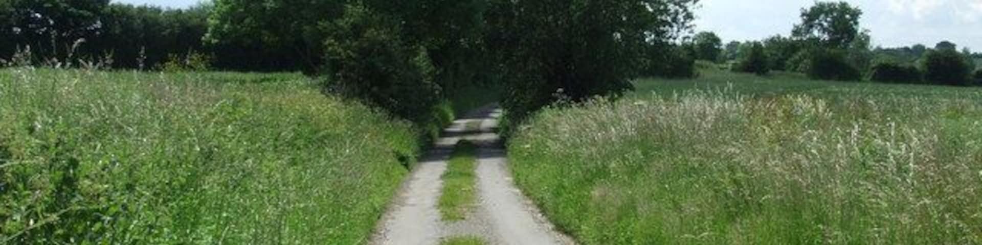 A narrow rural road flanked by tall grass and trees.