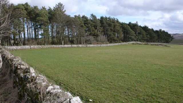 Shelter belt, Middlethird One of many small strips of forestry in this area.