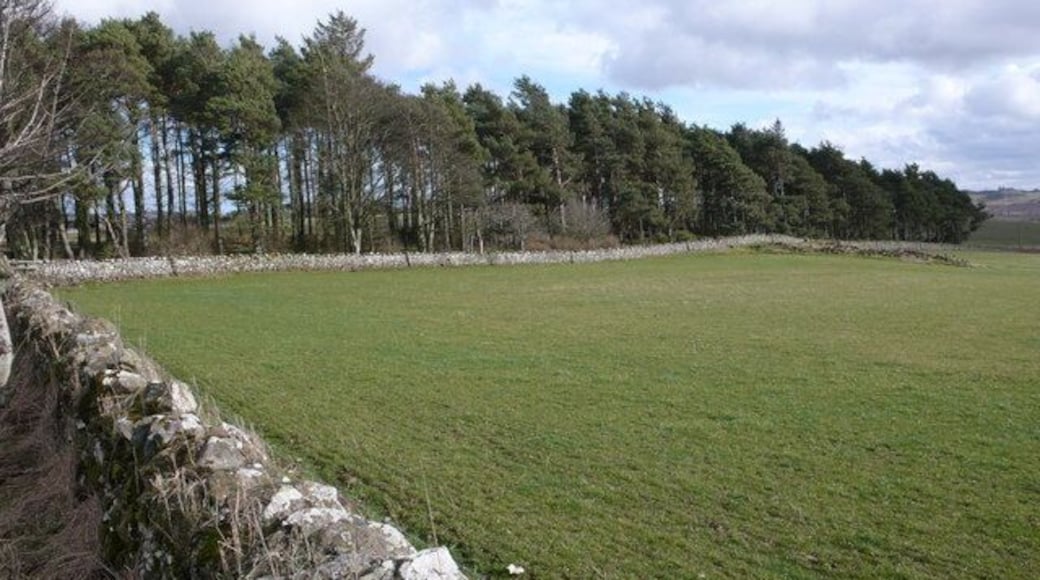 Shelter belt, Middlethird One of many small strips of forestry in this area.