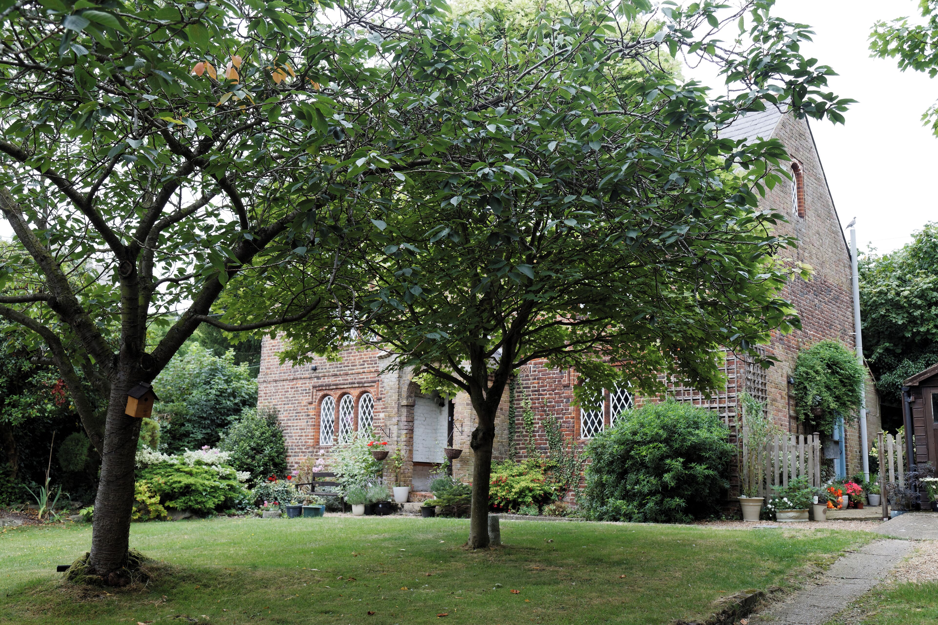 Trees on a front lawn of a house at Goodnestone village in the Dover district of Kent, England. Software: RAW file lens-corrected, optimized and converted to JPEG with DxO OpticsPro 10 Elite, and likely further optimized and/or cropped and/or spun with Adobe Photoshop CS2.