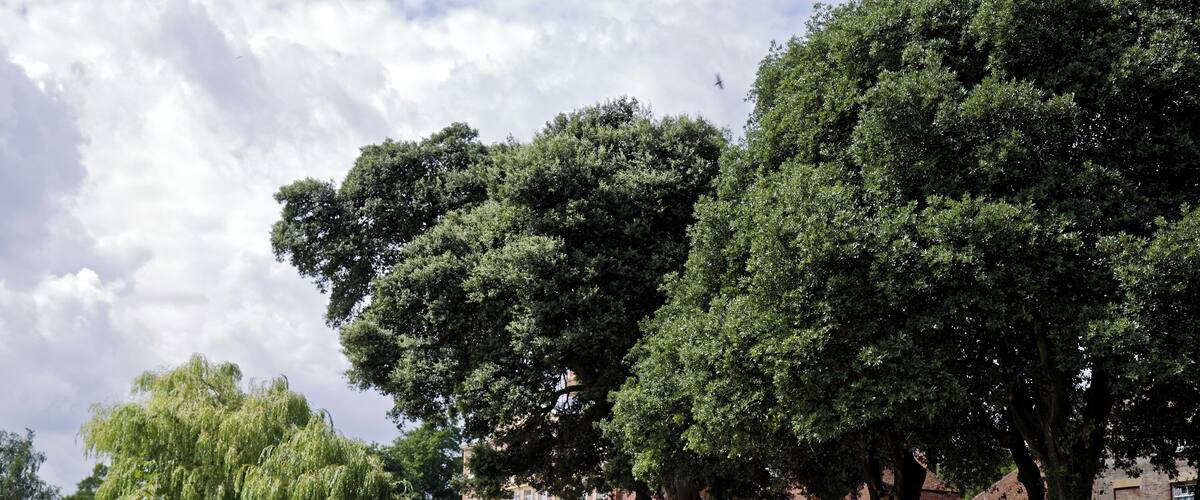 The south-east facing front lawn, including a weeping willow, of Goodnestone Park house at Goodnestone, in the Dover District of Kent, England. Camera: Canon EOS 6D with Canon EF 24-105mm F4L IS USM lens. Software: RAW file lens-corrected, optimized, perhaps cropped, and converted to JPEG with DxO OpticsPro 11 Elite, and likely further optimized with Adobe Photoshop CS2.