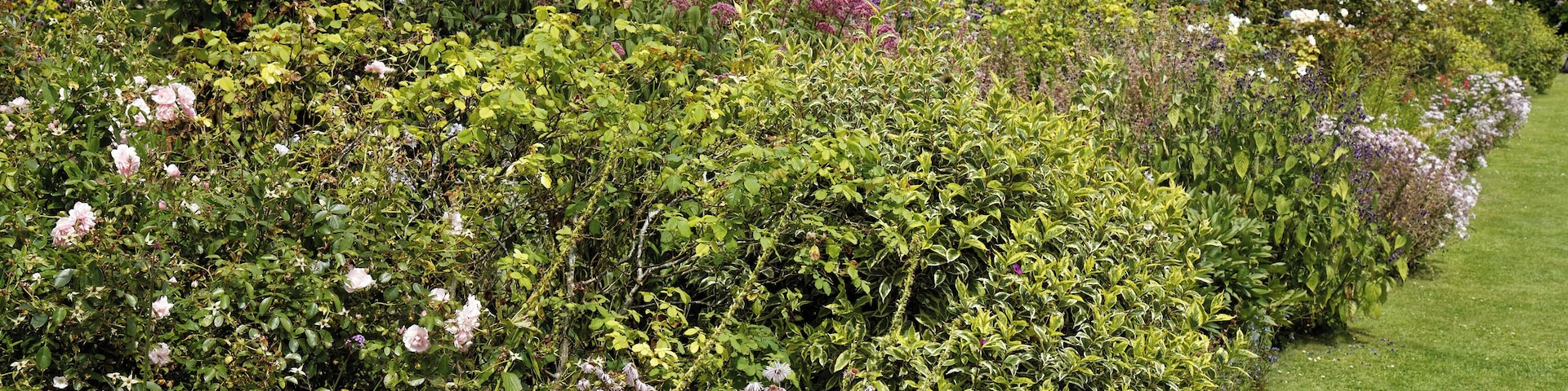 Lawn shrub and flower border in the walled garden of Goodnestone Park at Goodnestone, in the Dover District of Kent, England. Camera: Canon EOS 6D with Canon EF 24-105mm F4L IS USM lens. Software: RAW file lens-corrected, optimized, perhaps cropped, and converted to JPEG with DxO OpticsPro 11 Elite, and likely further optimized with Adobe Photoshop CS2.