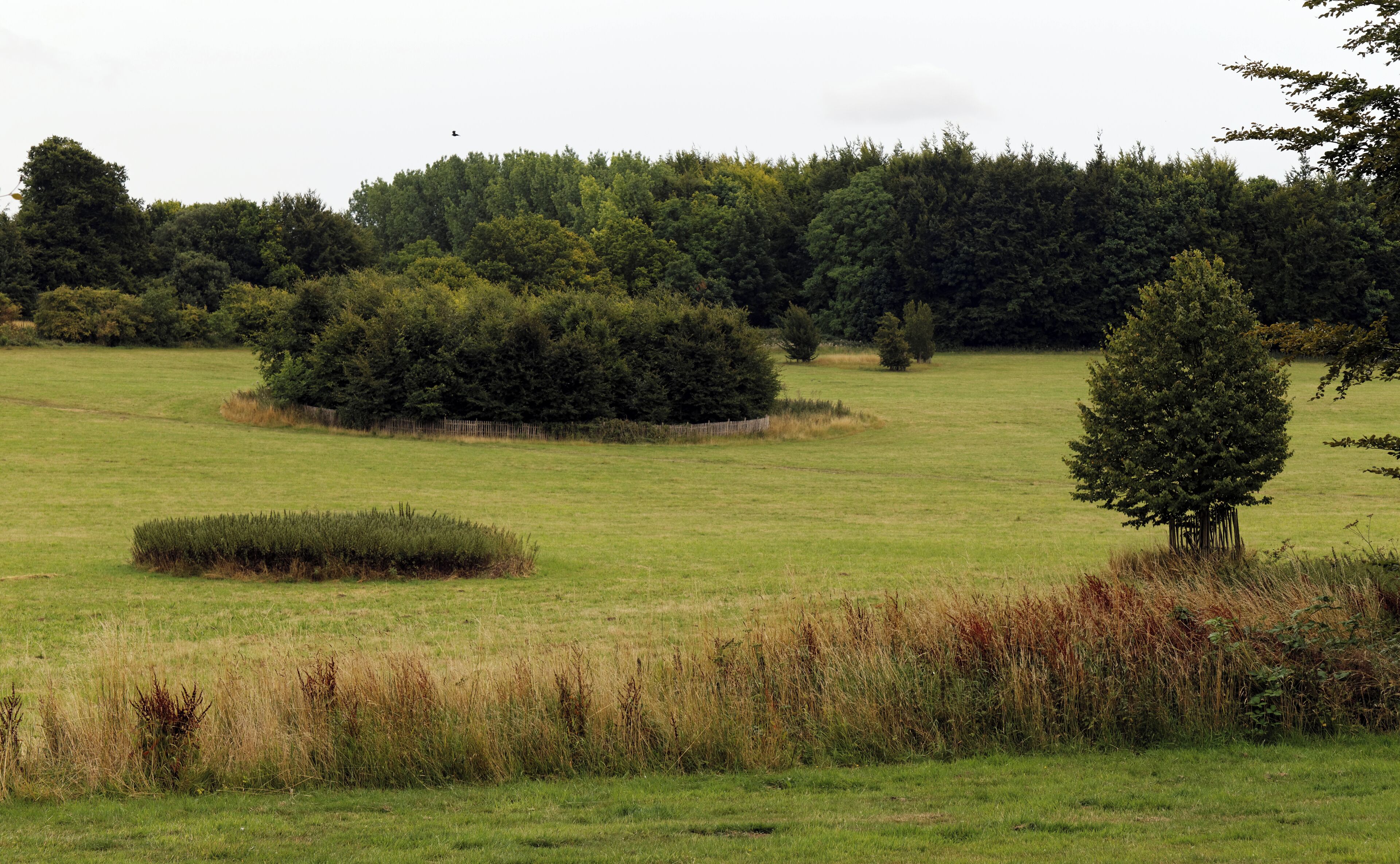 A grassy field with scattered trees and a fence in the background.