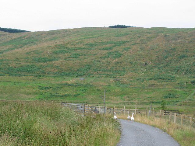 Glenquey. A side glen off Glen Devon containing a reservoir and a former farm. The farm land has been acquired for reforestation, but with native trees. The slope opposite, behind the geese is now planted and will change appearance over the next few years. In 2005 the southern side of the glen was planted as well.