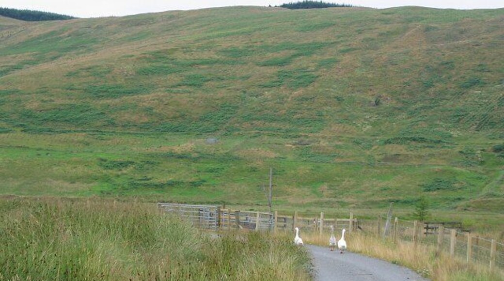 Glenquey. A side glen off Glen Devon containing a reservoir and a former farm. The farm land has been acquired for reforestation, but with native trees. The slope opposite, behind the geese is now planted and will change appearance over the next few years. In 2005 the southern side of the glen was planted as well.