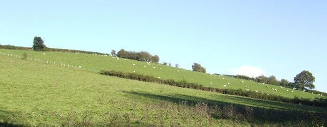 Lowland sheep pasture There is a glut of lambs on these pastures because of the ongoing Foot and Mouth movement restrictions. These lower fields should be receiving animals from upper pastures and the lower lambs moved to market and export.