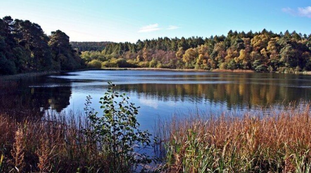 Lower Fishpond, Park Wood