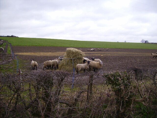 Sheep enjoying winter feed