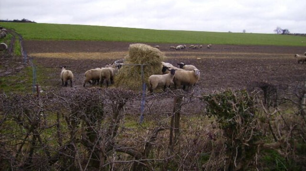 Sheep enjoying winter feed