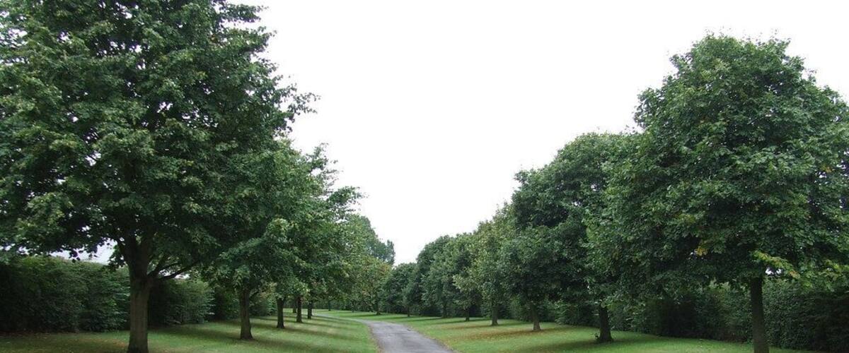 A paved path flanked by trees in a park.