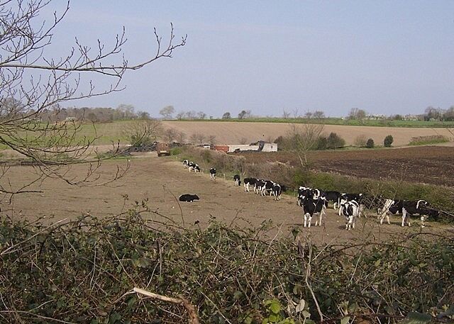 Un grupo de vacas pastando en un campo con una casa de campo al fondo.
