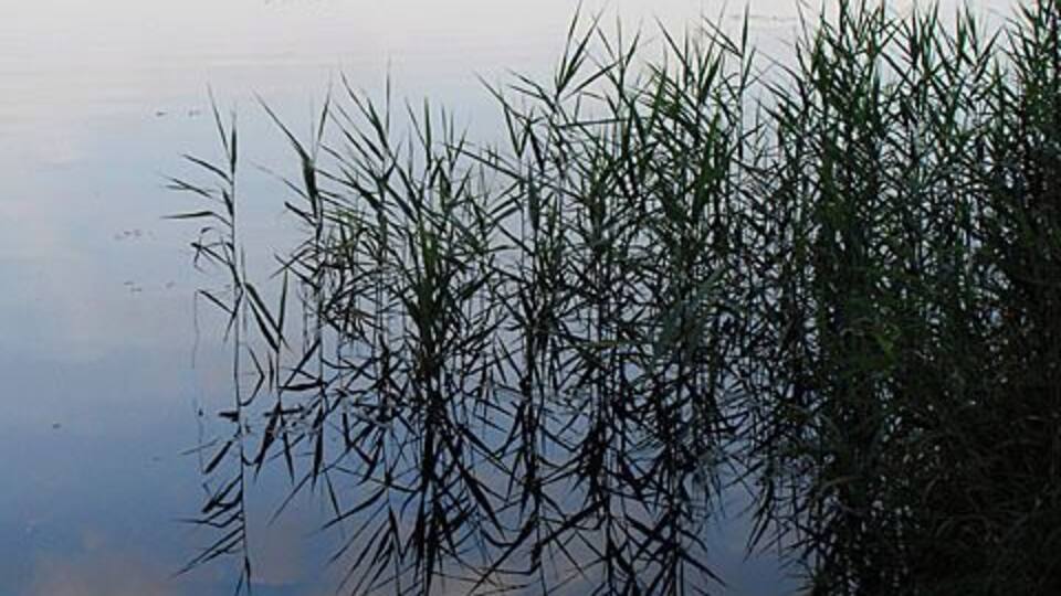 A calm lake with reeds in the foreground and a swan on the water.