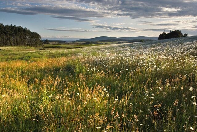A field (meadow) of flowers. This field is a wonderful spot surrounded by farmland and commercial woodland. It has been left to the flowers, birds and rabbits. Seen here just as the sun was dropping behind the trees on a warm summer evening.
