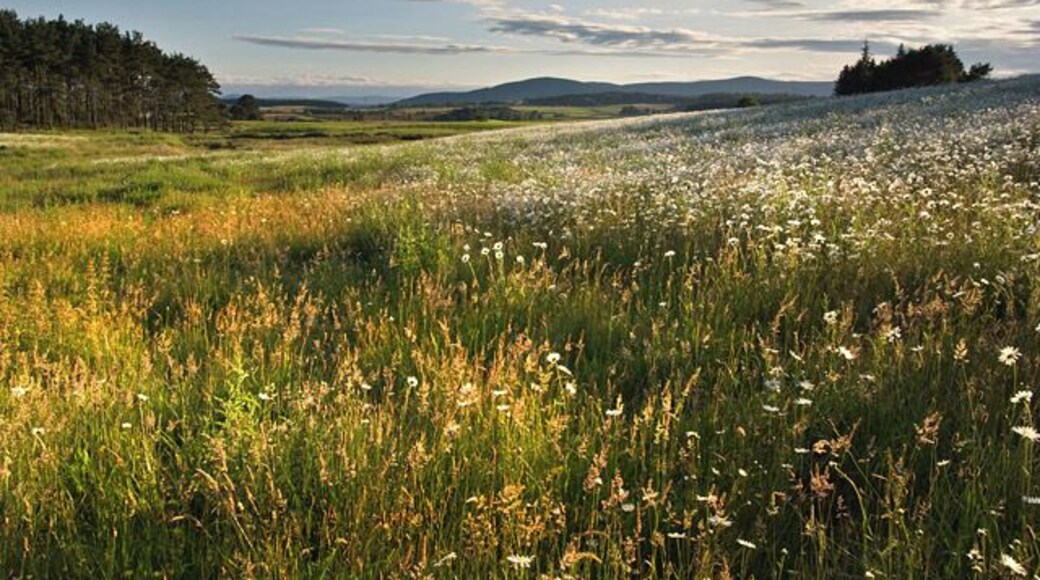 A field (meadow) of flowers. This field is a wonderful spot surrounded by farmland and commercial woodland. It has been left to the flowers, birds and rabbits. Seen here just as the sun was dropping behind the trees on a warm summer evening.