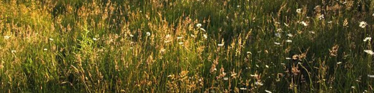 A field (meadow) of flowers. This field is a wonderful spot surrounded by farmland and commercial woodland. It has been left to the flowers, birds and rabbits. Seen here just as the sun was dropping behind the trees on a warm summer evening.