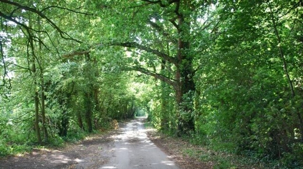 Wooded lane A quiet wooded lane at Wood End near West Stoke.