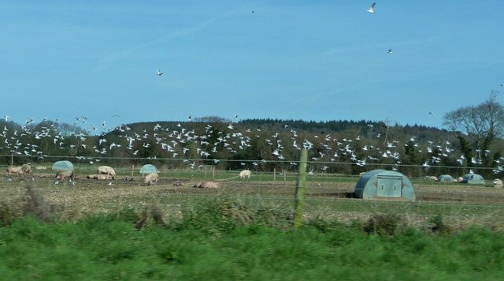 Pig farm with flock of gulls