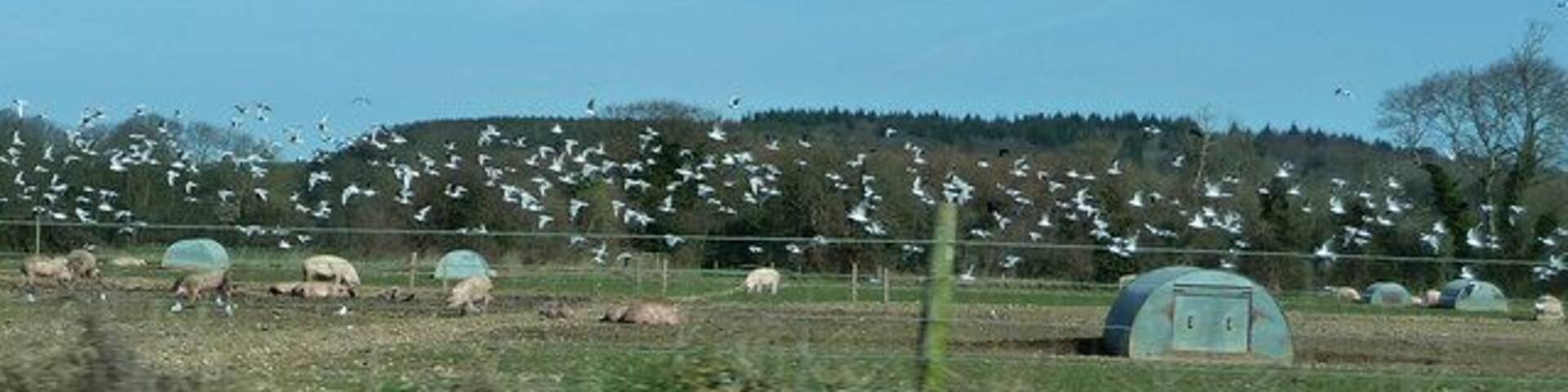 Pig farm with flock of gulls