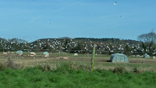Pig farm with flock of gulls