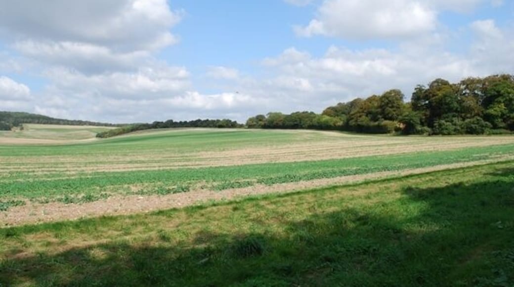 Bowhill Looking towards Bowhill, with Kingley Vale in the distance, from the lane at Wood End.