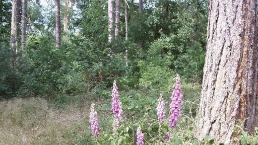 Foxgloves in Black Park Country Park. There are extensive walks among pine trees in this park