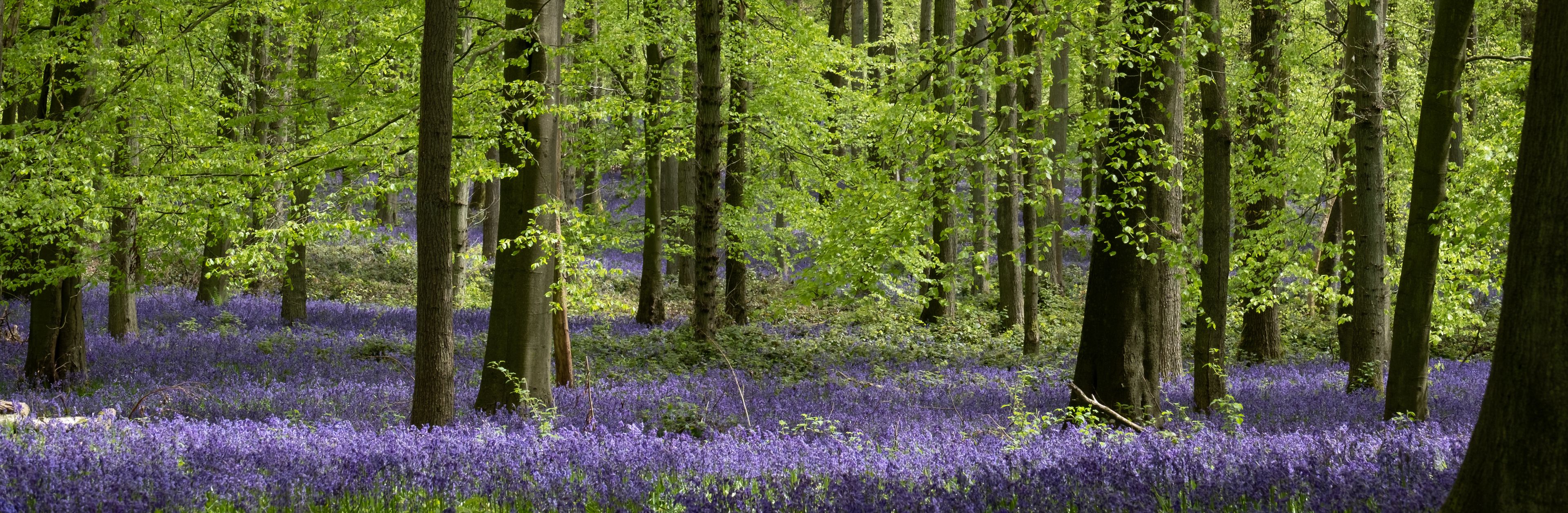 Carpet of bluebells growing in the wild on the forest floor under beech trees in springtime in Dockey Woods, Buckinghamshire UK. 