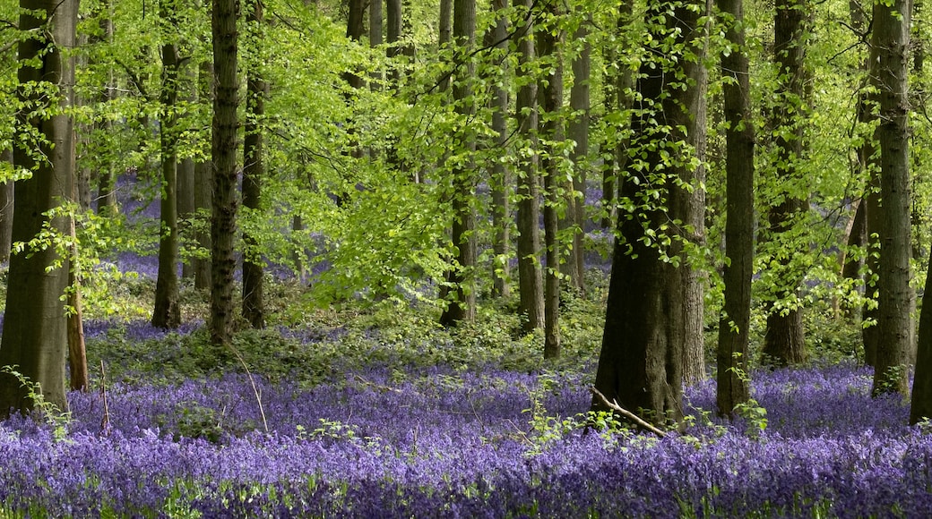 Een bos met hoge bomen en een tapijt van paarse bloemen.