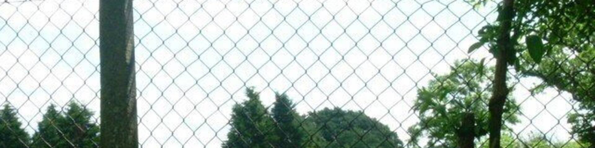 Farm in Fulmer Cows in a field.