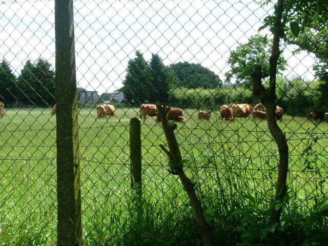 A fenced field with trees and cows.