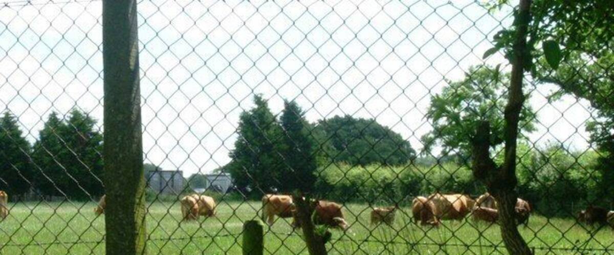 A fenced field with trees and cows.