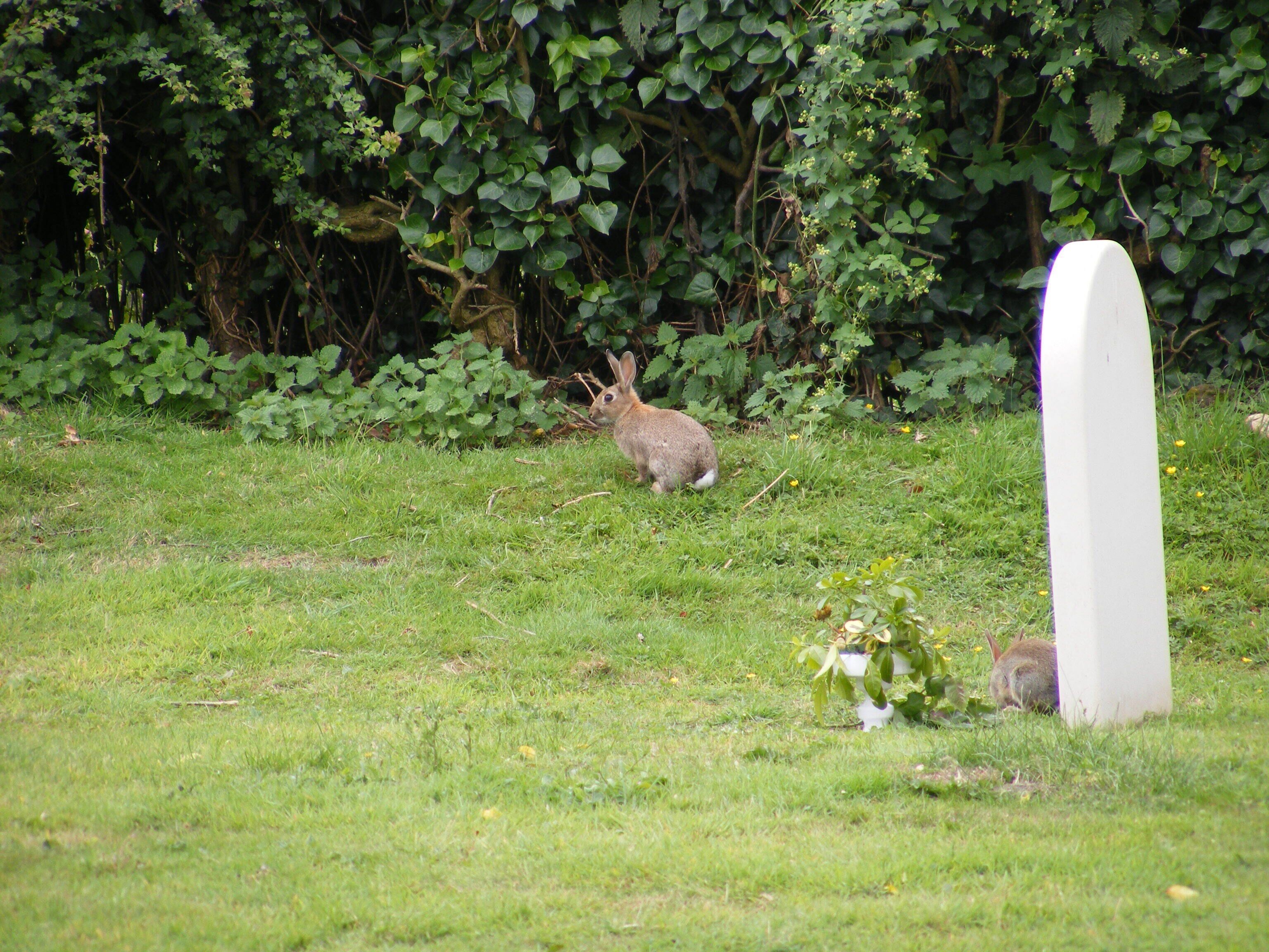 Rabbits in the churchyard of St Mary Magdalene C of E Tower, Friston