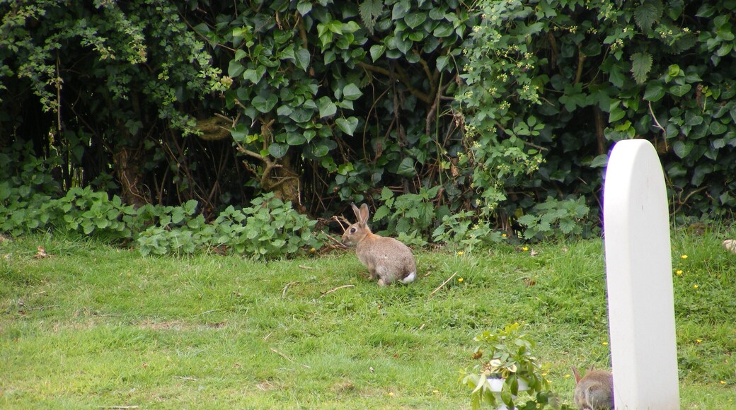 Rabbits in the churchyard of St Mary Magdalene C of E Tower, Friston