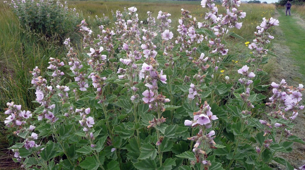 Althaea officinalis . Marsh Mallow
