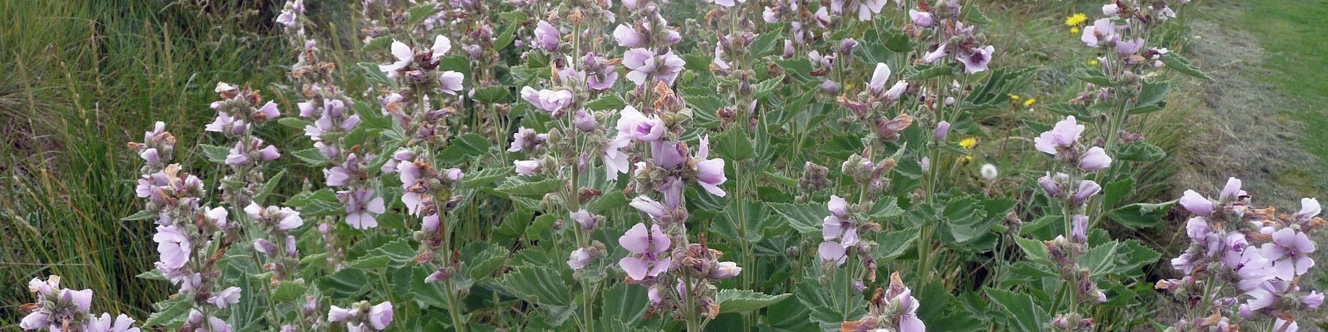 Althaea officinalis . Marsh Mallow