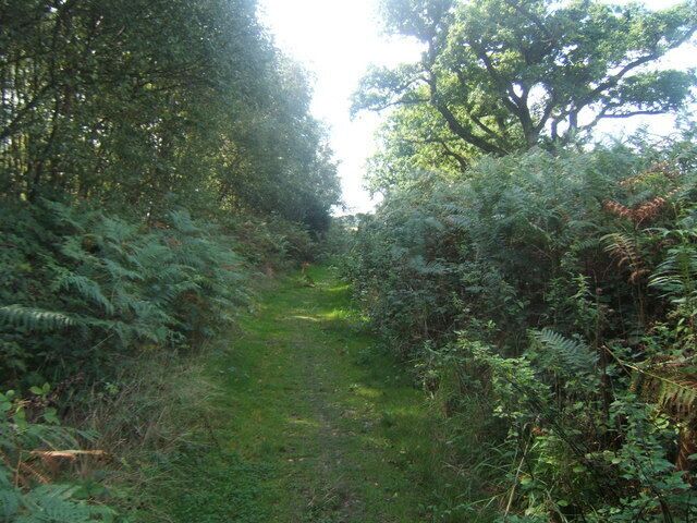 Footpath in Black Heath Forest near Snape. This is part of the Sailors' Path.