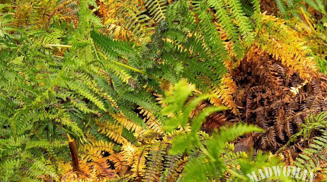 Ferns in the process of changing colour