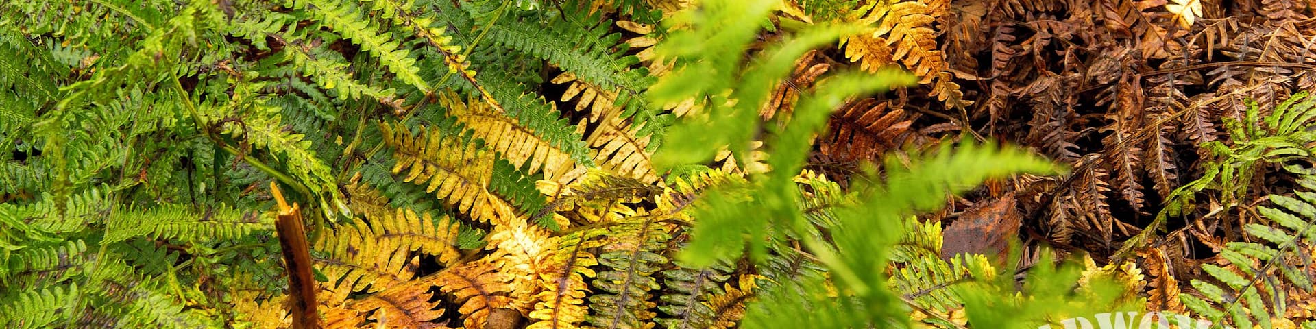 Ferns in the process of changing colour