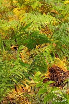 Ferns in the process of changing colour
