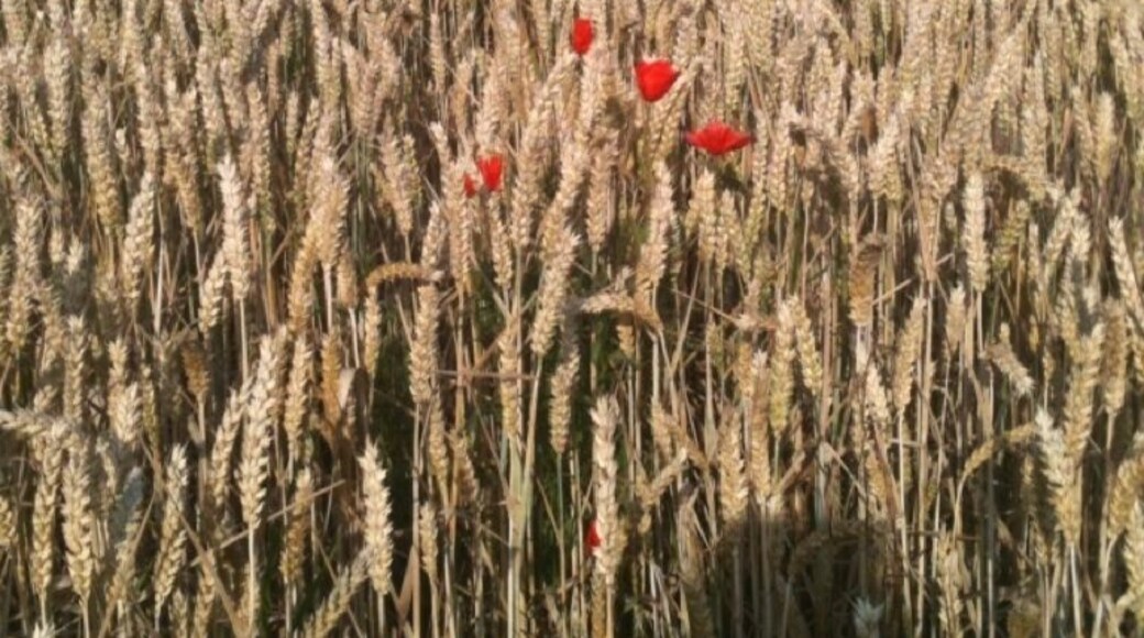 There were Poppy's growing wild everywhere they have such a lovely colour