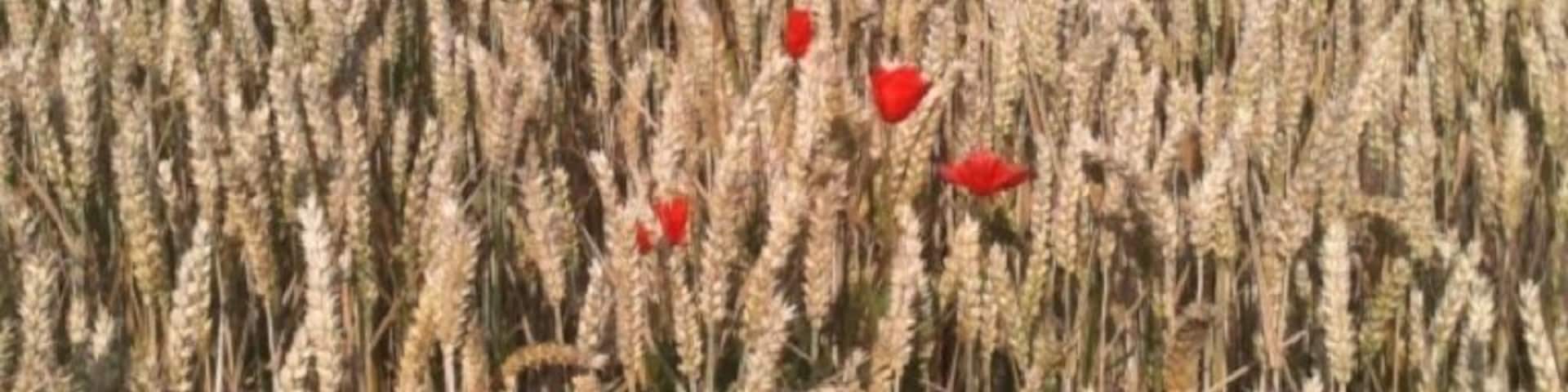 There were Poppy's growing wild everywhere they have such a lovely colour